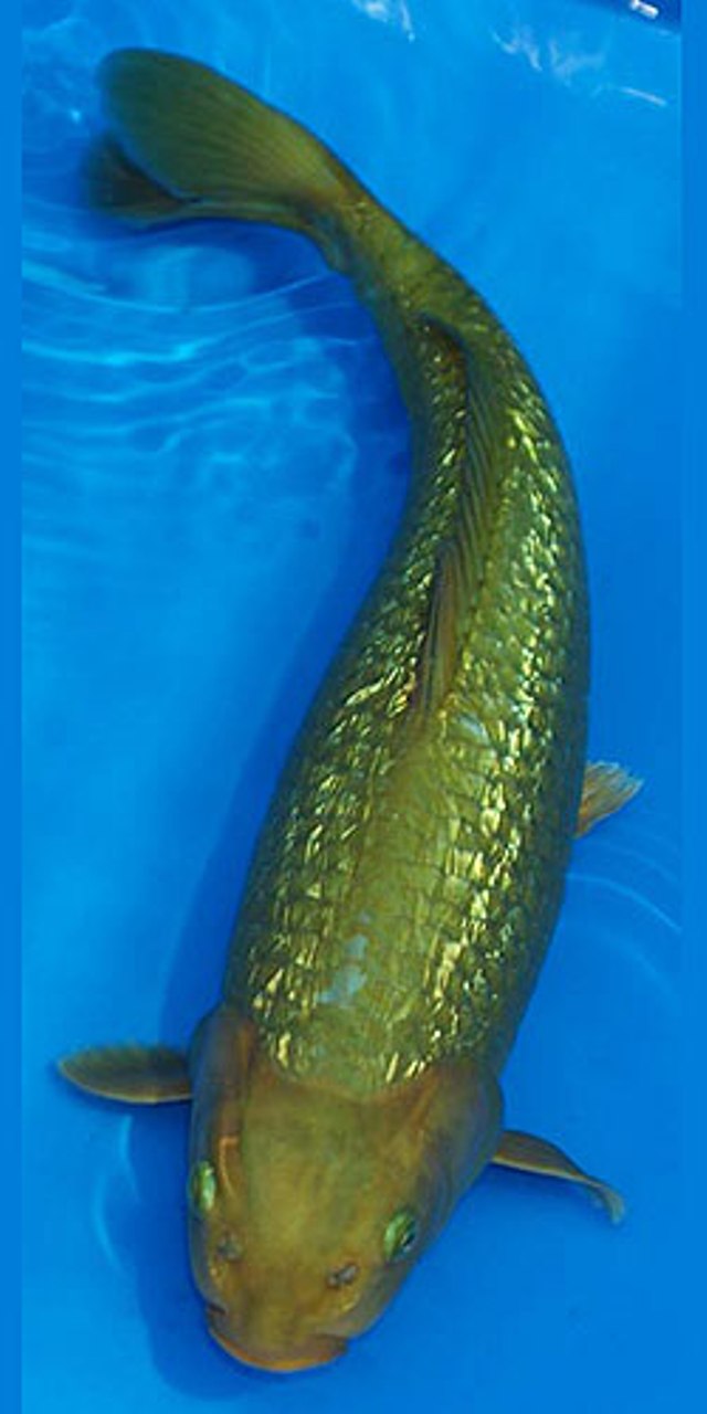 Các loại cá Koi Chagoi