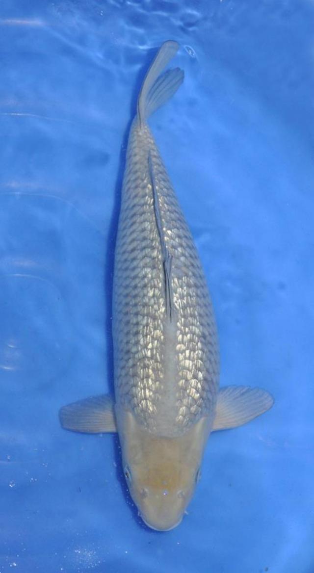 Cách chọn cá koi Chagoi