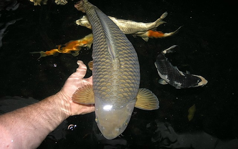 Cách nuôi và chăm sóc cá koi Chagoi