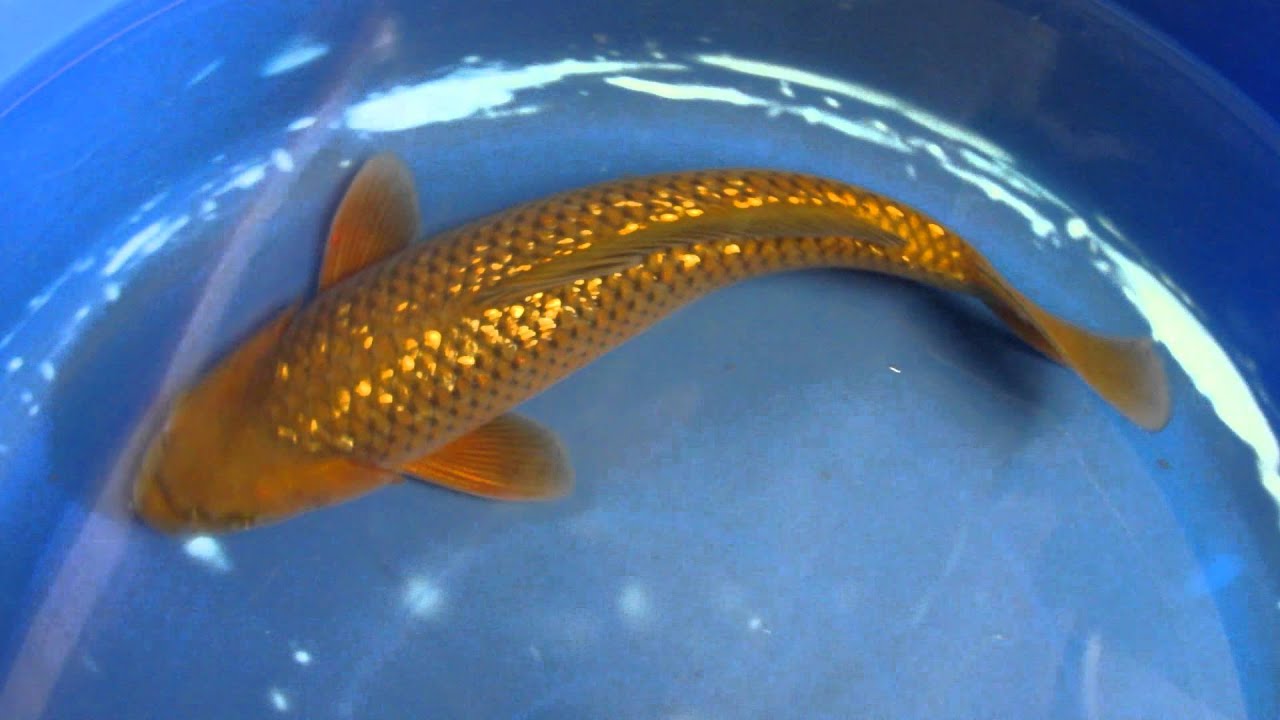 giống cá Koi Chagoi