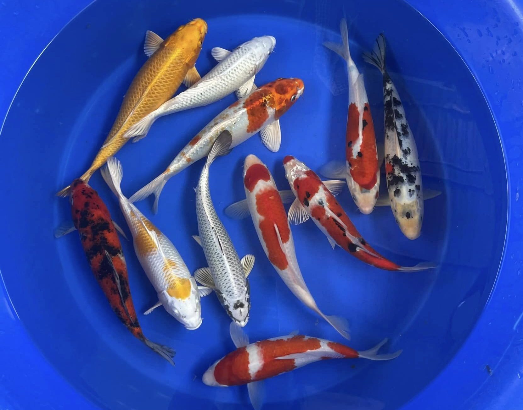 Một số dòng cá koi Kohaku thường gặp