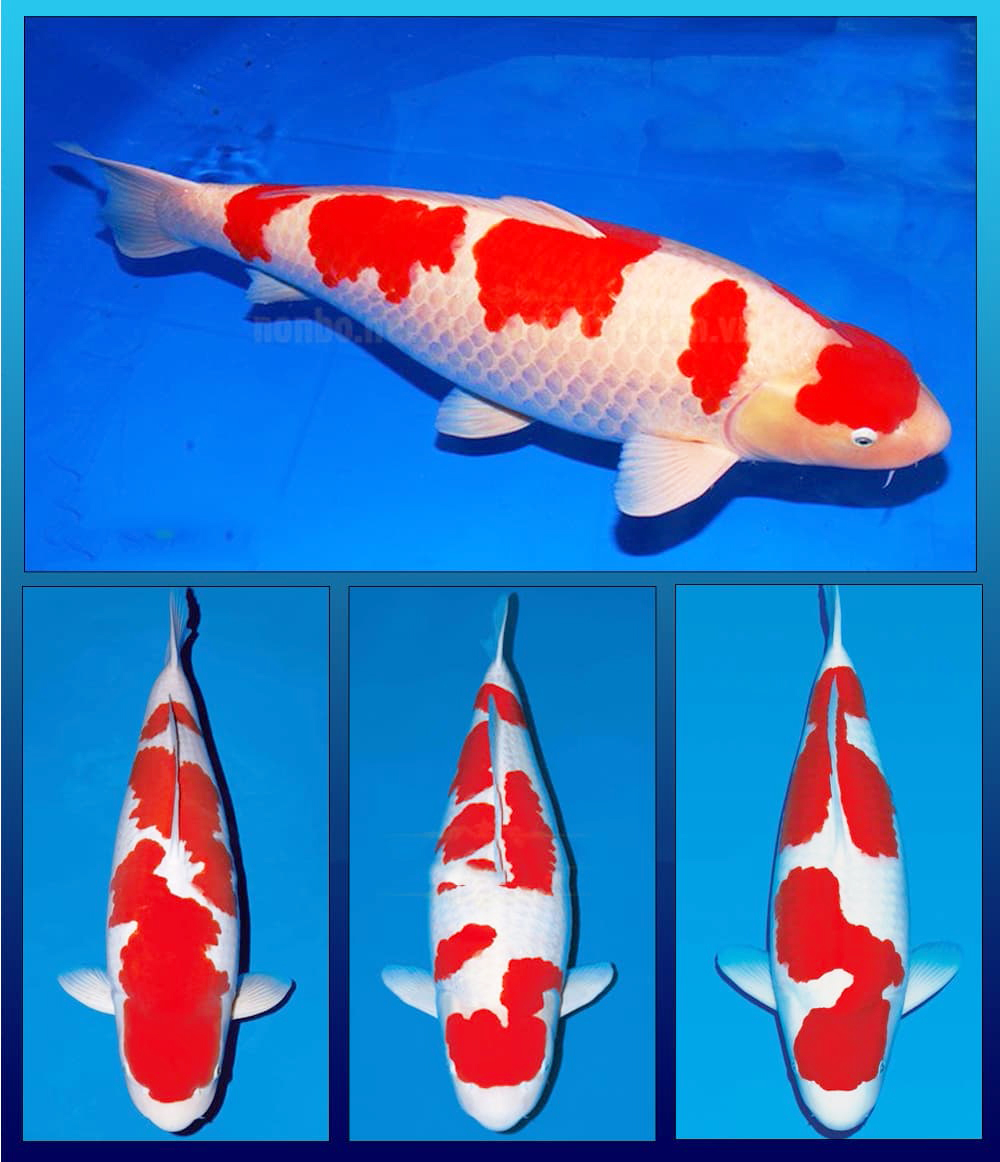 Đôi nét thông tin tổng quan về dòng cá koi Kohaku 
